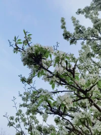 河畔的花，開得格外美～配圖