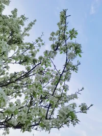 河畔的花，開得格外美～配圖