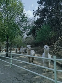性格自卑、敏感、自我要求過高、心理壓力大的孩子，在受到創(chuàng)傷事件的刺激下，往往更容易產(chǎn)生精神心理障礙。
學習成績固然重要，但一個人的心身健康、情商和逆商、跨學科的思維、人文素養(yǎng)等更加重要。
我與你一樣，深知為人父母的不易，如果您在養(yǎng)育孩子的路上，暫時遇到了困惑與迷茫，歡迎與聊聊，一定會有不一樣的啟發(fā)與收獲！配圖