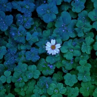 “你曾經試過與自己相處嗎？如果已經試過，你就會發現你并不是靜止的，而是活生生的存在，要想跟這么鮮活的生命相處，你的心智也必須鮮活起來。禁錮于自己的看法、判斷及價值觀念的心，是無法鮮活起來的?！薄死锵Ｄ悄绿??配圖