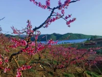 落日余暉，微風拂面，遇見一片桃林花開……配圖