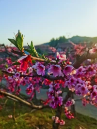 落日余暉，微風拂面，遇見一片桃林花開……配圖