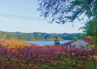 落日余暉，微風拂面，遇見一片桃林花開……配圖