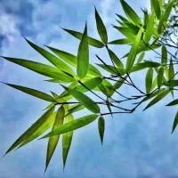 分享一段有力量的話：把時間分給睡眠，分給書籍，分給運動，分給花鳥樹木和山川湖海，分給你對這個世界的熱愛，而不是將自己浪費在無聊的人和事上。當你開始做時間的主人，你會感受到平淡生活中噴涌而出的平靜的力量，至于那些焦慮與不安，自然煙消云散。配圖