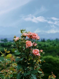 關于對自我更好的認識，就要面對那些失意、困惑、痛苦，就像人們必須冒險迷失在森林間，才會發現清晰明朗的林間草地！配圖