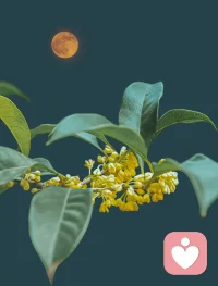 結束了一天的工作，躺在床上的感覺真好，安靜的玩會手機，其實很累卻不愛睡，估計很多人此刻和是我一樣的同款，熬的不是夜，是一種自由……配圖