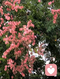 今日咨詢(xún)感悟與分享：
  在我們的生命里，經(jīng)歷過(guò)的某些傷痛，是不需要去掉的，而且也沒(méi)辦法去掉，那不如給它一席溫暖之地，把它安放好！隨著生命的發(fā)展，隨著每一天的成長(zhǎng)，有一天我們領(lǐng)悟到了一些不同的東西，就把這個(gè)禮物帶給它。

里爾克曾說(shuō)：“你要先帶著問(wèn)題去生活，不知不覺(jué)地生活會(huì)逐漸地，越來(lái)越接近你要的答案。”

我的愛(ài)人經(jīng)常會(huì)說(shuō)，遇到解決不了的問(wèn)題，不妨靜靜的耐一下，拿時(shí)間換空間。


其實(shí)，就像有些身體疾病一樣，不能一級(jí)治療只能二級(jí)治療，帶著一部分癥狀而活，與之共存，就像我的母親，腫瘤二級(jí)切除至今十四年，非常健康的生活著！

生命的意義本身就在于探尋，過(guò)程即答案，會(huì)有不同的風(fēng)景，不妨允許一切如是發(fā)生，又能怎樣呢？配圖