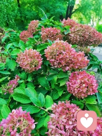 今日咨詢(xún)感悟與分享：
  在我們的生命里，經(jīng)歷過(guò)的某些傷痛，是不需要去掉的，而且也沒(méi)辦法去掉，那不如給它一席溫暖之地，把它安放好！隨著生命的發(fā)展，隨著每一天的成長(zhǎng)，有一天我們領(lǐng)悟到了一些不同的東西，就把這個(gè)禮物帶給它。

里爾克曾說(shuō)：“你要先帶著問(wèn)題去生活，不知不覺(jué)地生活會(huì)逐漸地，越來(lái)越接近你要的答案。”

我的愛(ài)人經(jīng)常會(huì)說(shuō)，遇到解決不了的問(wèn)題，不妨靜靜的耐一下，拿時(shí)間換空間。


其實(shí)，就像有些身體疾病一樣，不能一級(jí)治療只能二級(jí)治療，帶著一部分癥狀而活，與之共存，就像我的母親，腫瘤二級(jí)切除至今十四年，非常健康的生活著！

生命的意義本身就在于探尋，過(guò)程即答案，會(huì)有不同的風(fēng)景，不妨允許一切如是發(fā)生，又能怎樣呢？配圖