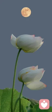 睡前清空大腦，每天給自己重啟一次。
#晚安·好夢(mèng)#配圖