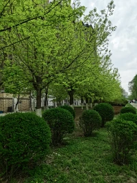 午休時間，看看小區周邊風景，養眼、養心～配圖