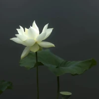 人生總會有遺憾，往回走只能重蹈覆轍，往前走，才能自愈、治愈！人生有太多的可能性，別讓今天限定了你自己！配圖
