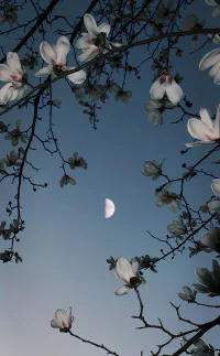 結束了一天的咨詢，晚安！愿夜夢安樂！
希望現在的你們，別害怕現狀，也別試圖強迫自己，世事無常，總有一段日子是用來浪費的，要相信自己一定會挺過去，糟糕的日子往往有不同尋常的意義，淬煉了生命的韌性。時隔經年回看自己的那些曾經，終究成就豐富了你自己！配圖