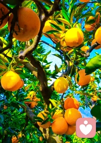 我們要做什么，都離不開這樸素的生活。
我們要成為什么，世事靜方見，人情淡始長，學會在生活的風雨當中得生活真滋味。
轉眼又是金秋之時，又見一番清新靈動，用心去發現一份美好，并祝福未來。配圖