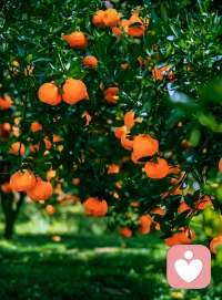 我們要做什么，都離不開這樸素的生活。
我們要成為什么，世事靜方見，人情淡始長，學會在生活的風雨當中得生活真滋味。
轉眼又是金秋之時，又見一番清新靈動，用心去發現一份美好，并祝福未來。配圖