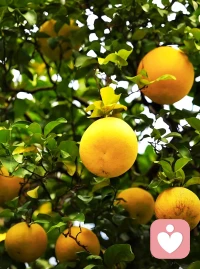 我們要做什么，都離不開這樸素的生活。
我們要成為什么，世事靜方見，人情淡始長，學會在生活的風雨當中得生活真滋味。
轉眼又是金秋之時，又見一番清新靈動，用心去發現一份美好，并祝福未來。配圖