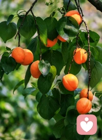 我們要做什么，都離不開這樸素的生活。
我們要成為什么，世事靜方見，人情淡始長，學會在生活的風雨當中得生活真滋味。
轉眼又是金秋之時，又見一番清新靈動，用心去發現一份美好，并祝福未來。配圖