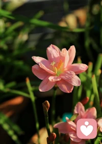 越放松越有力量，越安靜越有氣場，不與他人爭高低，新的一天，及時更新自己。 ???配圖