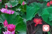 清醒的面對生活，并且能夠真誠的與生活結合，穿梭生活的煙火本身，助力自我生命情懷的崇高，自己才是自己生命能量的培養者和綻放者。——延參法師配圖