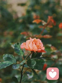 格局放大一點，你會發現，有些事情根本不值得影響你的情緒。其實有些人什么都給不了你，只會影響你情緒。
自己的感受比道理重要，當悲傷大于快樂，任何關系都要停止．不是一路人，一起走多遠都沒用。一個人最好的狀態，就是別把別人當成救世主。保持一顆平常心，看淡得失，隨心隨緣．配圖