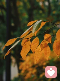 晚秋不寒  日暖晴好  歲序清安
?配圖