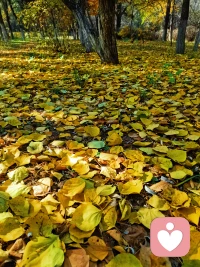 晚秋不寒  日暖晴好  歲序清安
?配圖