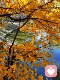 晚秋不寒  日暖晴好  歲序清安
?配圖