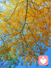 晚秋不寒  日暖晴好  歲序清安
?配圖