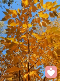 晚秋不寒  日暖晴好  歲序清安
?配圖