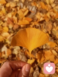 晚秋不寒  日暖晴好  歲序清安
?配圖