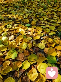 晚秋不寒  日暖晴好  歲序清安
?配圖