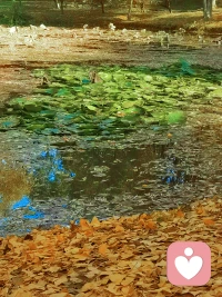 晚秋不寒  日暖晴好  歲序清安
?配圖