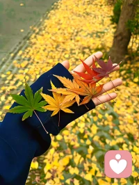 今日有感：心理咨詢，“心”的工作，通過見眾生，也能更好的見自己。“心”，即因地，因地上去努力，果報則隨緣就好。人生到最后，心安，一切皆安。配圖