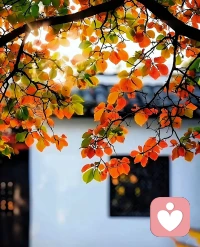 所有的福報，
皆源于你的慈悲之心。
請永遠不要懷疑因果的力量，
你所看到的或許僅僅是今生的片段。配圖