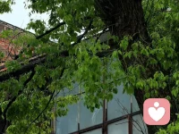 经过一夜风雨，清晨的世界格外清新明朗。草木裹挟着泥土的气息随风飘荡，晨风穿堂，惬意悠然。屋内一片宁静，身心舒展自在。这光阴馈赠的时光，便是当下最美的～