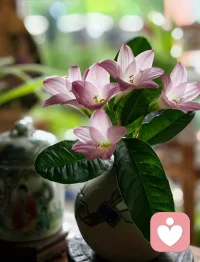 玛格丽特·马勒教会我们，独立并不是切断联系，而是内化联系。一个健康的个体，是能够在心中安放好父母的形象，从而勇敢地走向世界的人。