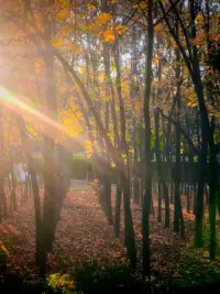 秋天來啦，屬于「公園20分鐘效應(yīng)」的季節(jié)到了。研究說，即便是不做運動，只是每天到公園待上20分鐘也能讓狀態(tài)更好。配圖