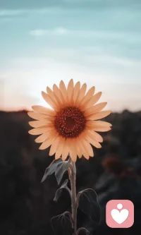 我們終其一生尋找的應該是自己喜歡的生活和想成為的人，所以多走點彎路沒關系的，花很多時間在路上也不要緊的，和世俗或是別人的期待不一樣也可以的，只要你在，成為你的路上就夠了，配圖