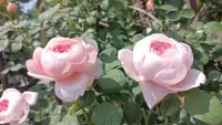 心理治療的道理，其實(shí)并不復(fù)雜。主要是協(xié)助被治療者正視自己內(nèi)心種種情緒，尤其是病人最不想面對而確實(shí)又存在的感覺，因?yàn)椋荒芑虿豢厦鎸ψ约簝?nèi)心感覺的人，像缺了一條腿走路，無法享受豐盛的人生。配圖