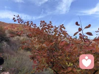 十大類典型的思維誤區。
1.黑白思維，即全盤肯定或全盤否定。
2.籠統概括，即以偏概全。
3.心理過濾，即抽取一部分事實或觀念，以支持自己的消極思維。
4.貶低事物的積極面。
5.讀心術/算命: 妄下結論。
6.夸大一切 --“災難宣揚者”(以及輕視一切一-“否認災難者”)。
7.情感推理/奇幻式思維。
8.條件性思維: 總愛講“應該”。
9.個人化歸因: 認為一切不幸、事故都是自己造成的。
10.怪罪他人、貼標簽。
認知與改變:CBT對情緒和行為的積極影響
(英)柯瑞妮·斯威特(Corinne Sweet配圖