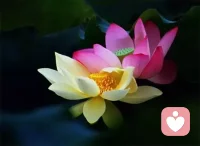 我尊重你的人格，但我未必同意你的觀點(diǎn)；我反對(duì)你的理念，并不意味著否定你的全部。這就是君子的做人原則。配圖