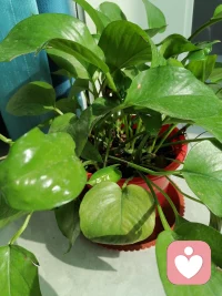 人生就是一個口袋，

裝的太多，就會累。

你想輕松，就得丟棄一些東西配圖