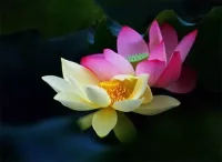 如果沒有愛你的人，
你就不會感受人間的情感。
如果沒有傷你的人，
你就無法變得堅強又勇敢。
所以，永遠別怨恨你生命中的任何人，
是他們，幫你蛻變的更好更強。配圖