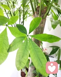 人生似树，只有删除了遗憾与悔恨的繁枝蔓节，才有属于自己的天空。配图