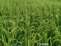 播下一个行动，收获一种习惯；播下一种习惯，收获一种性格；播下一种性格，收获一种命运。——威廉•詹姆斯配图