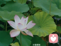 真正困住你的，不是困難本身，而是臆想中對自己一遍遍的負面暗示，讓自己深陷焦慮，扼殺了原有的潛能。冷靜審視自己的內在需求，把看似不可攻破的難題，拆解成一項項切實可行的小任務，從壓力最小的部分著手，循序漸進，化繁為簡。焦慮來自于想得多做得少，一旦你開始行動，焦慮便會退卻。—————早安配圖