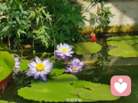 生命是一條河流，在流動(dòng)中創(chuàng)造，是一個(gè)方向，一個(gè)過(guò)程。你的人生沒(méi)有抵達(dá)終點(diǎn)之前，都是可以變化的，因?yàn)槟阋恢痹趧?chuàng)造你的人生的過(guò)程中。—————國(guó)家植物園的荷花好美。配圖