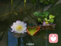 生命是一條河流，在流動(dòng)中創(chuàng)造，是一個(gè)方向，一個(gè)過(guò)程。你的人生沒(méi)有抵達(dá)終點(diǎn)之前，都是可以變化的，因?yàn)槟阋恢痹趧?chuàng)造你的人生的過(guò)程中。—————國(guó)家植物園的荷花好美。配圖