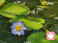 生命是一條河流，在流動(dòng)中創(chuàng)造，是一個(gè)方向，一個(gè)過(guò)程。你的人生沒(méi)有抵達(dá)終點(diǎn)之前，都是可以變化的，因?yàn)槟阋恢痹趧?chuàng)造你的人生的過(guò)程中。—————國(guó)家植物園的荷花好美。配圖