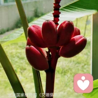 “當(dāng)我不再傷害自己，便沒有人可以傷害我。我放下武器，敞開心，不再防衛(wèi)，不再攻擊，我只需要看到自己，接納我還不能做的，欣賞我已經(jīng)做到的。”——薩提亞配圖