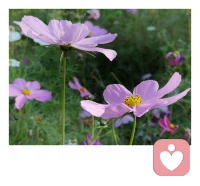 積極心理學：感恩指的是對生活中美好事物的感激和欣賞，是一種簡單易行的、能夠持續提升幸福感的方式。不僅是感恩別人，還包括對自己的欣賞。不斷去發現身邊美好的事情，對幫助你的人說聲“謝謝”；面對壓力的時候，看到自己的付出和努力，肯定“我盡了最大努力”，也是一種感恩，對自己說一聲“謝謝”也非常重要。配圖